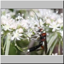 Vulgichneumon saturaturatorius - Schlupfwespe m123c 14mm - OS-Hellern-Waldwiese fdet02 det06.jpg